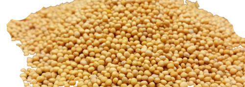 Yellow Mustard Seeds