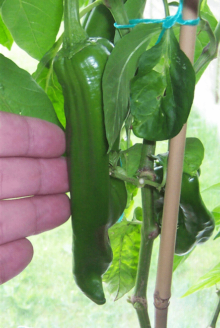 Peperoncino 'NuMex Suave Orange' (Capsicum chinense) semi