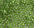 Japanese Silver Lined Transparen Peridot Glass Seed beads Japanese Silver Lined Transparen Peridot Glass Seed beads