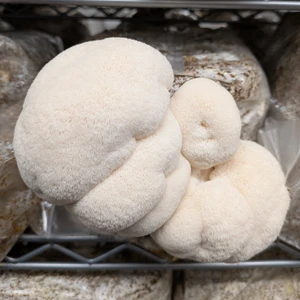 Lion's Mane Mushrooms (500g)