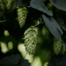 Pint pioneers: is this the future of sustainable beer?