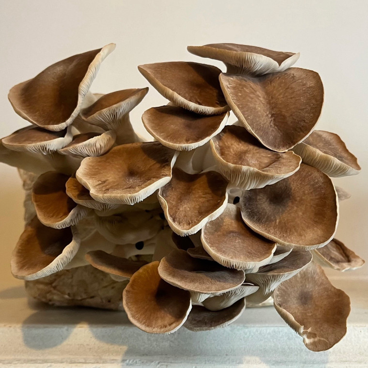 Black Pearl Mushrooms (500g)