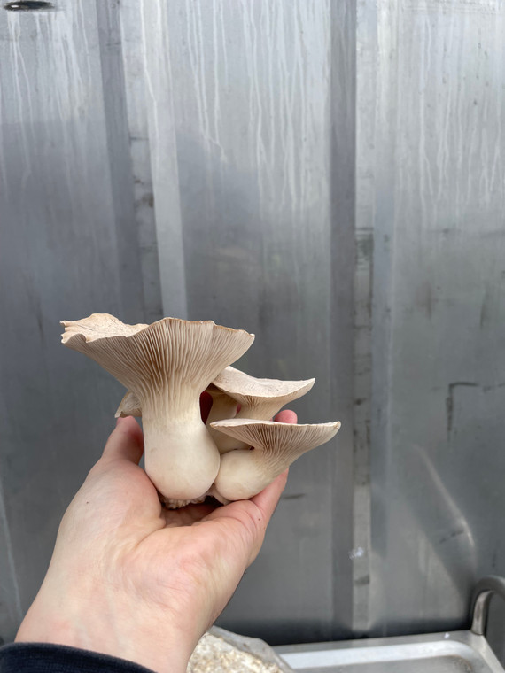 King Oyster Mushrooms (500g)