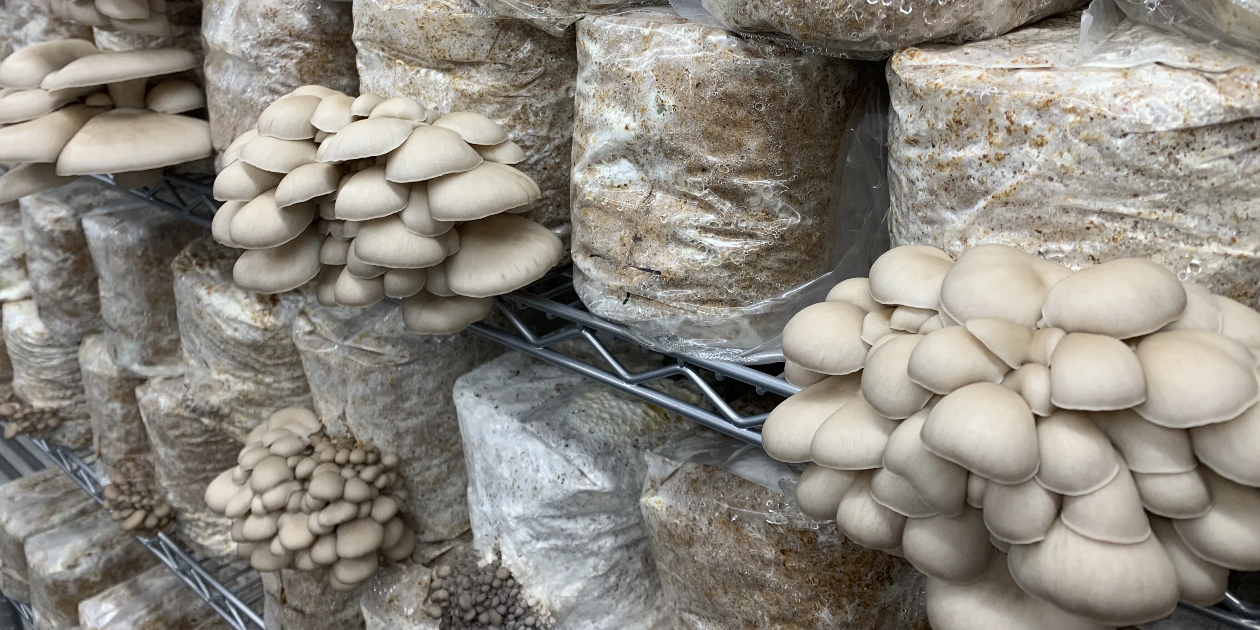 Fresh Mushrooms image