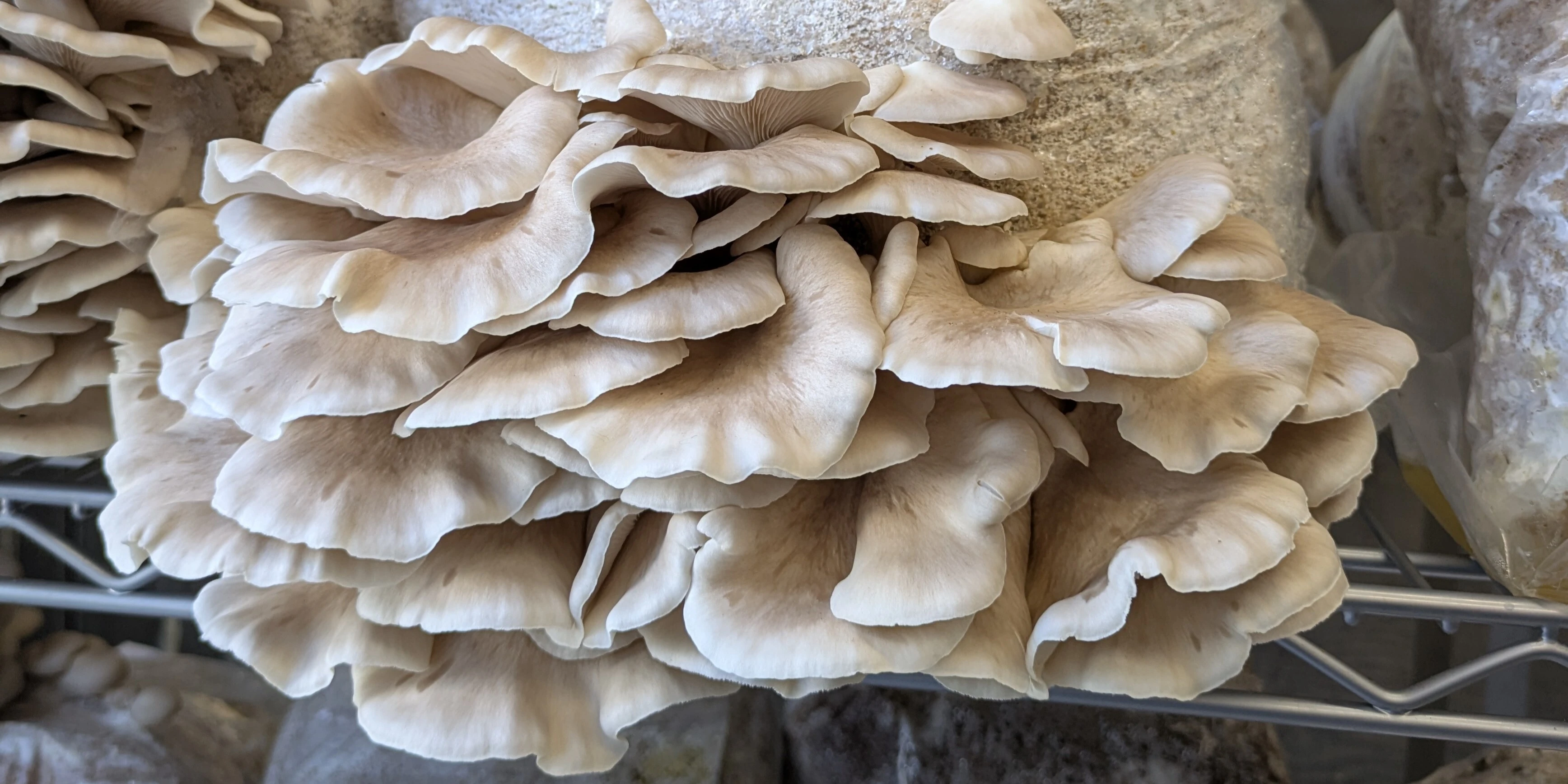 Dried Mushrooms image