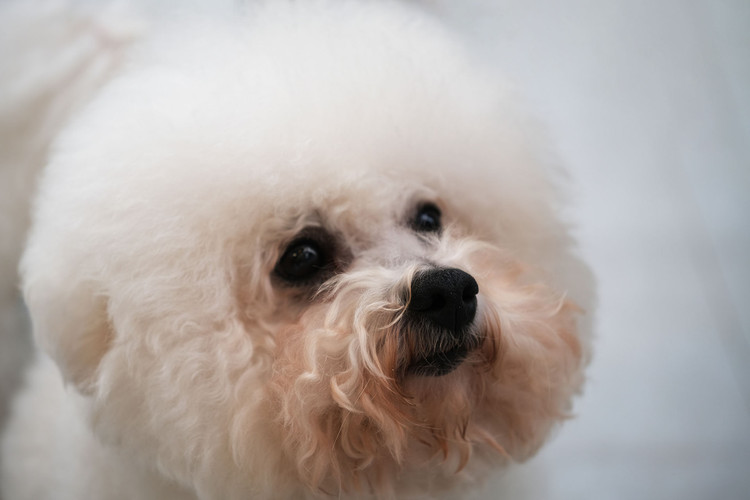 Bichon frise shop tear stains