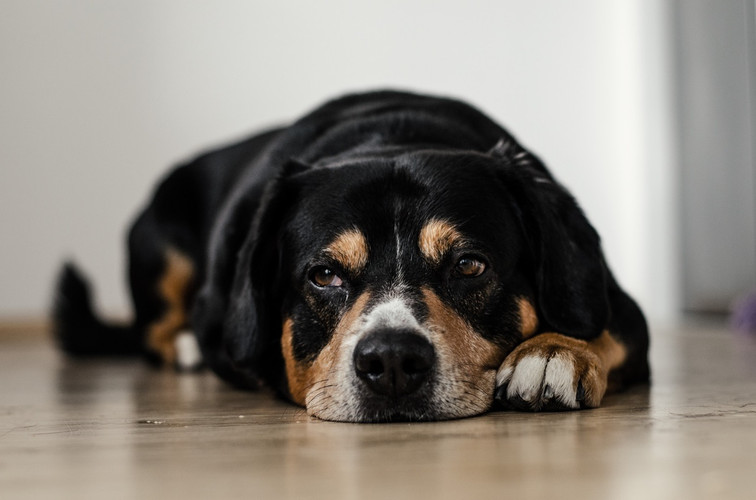 10 Ways to Get Rid of Dog Smell