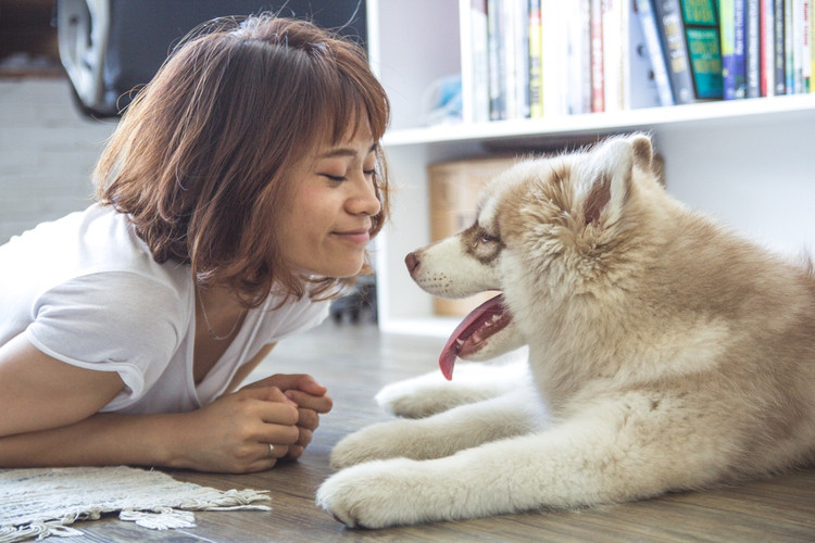 Can Dogs Get Lice?