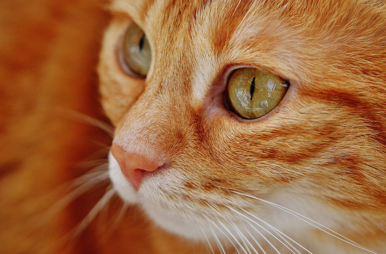 Here's How Cat Eyes Work and How to Care for Them