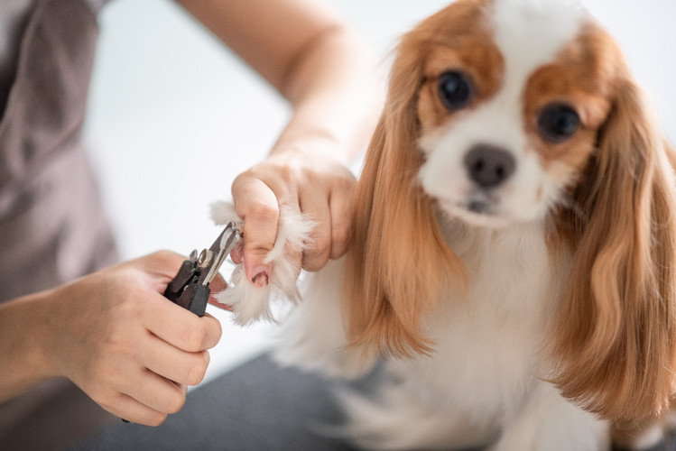 Common Pet Grooming Mistakes to Avoid and How to Correct Them