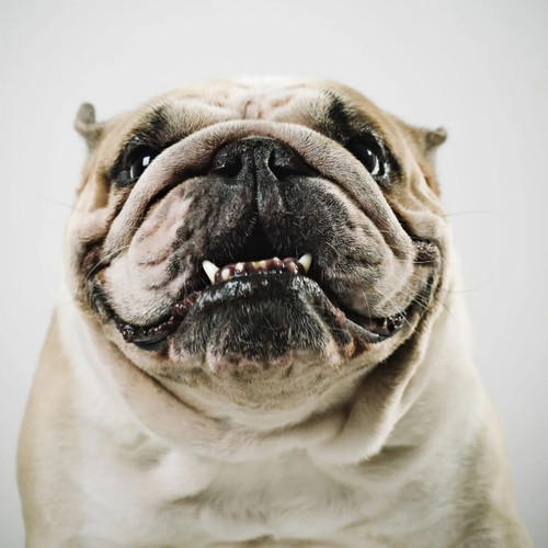 Picture of deals bulldog face