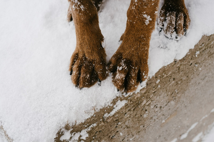 Dog paws shop raw from snow