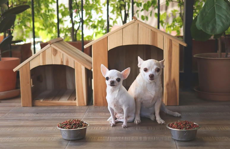 What to Know About Owning Chihuahuas