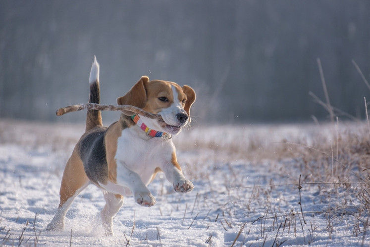 Caring For Your Dog In the Winter Months