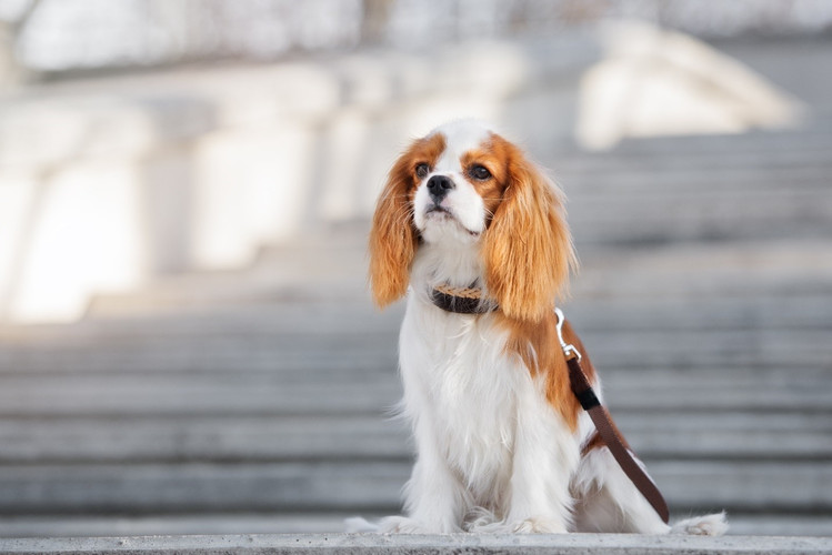 Owning a Cavalier King Charles Spaniel