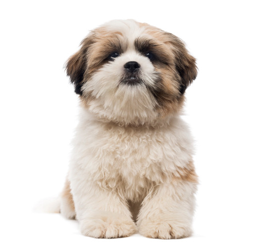 Shih Tzu: Dog Breed and Care - Pet Grooming Bangalore