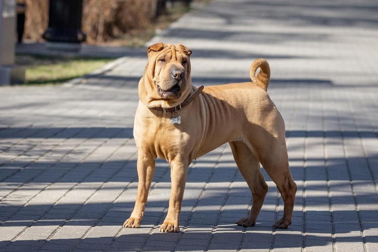 What You Need to Know about Owning a Shar-Pei