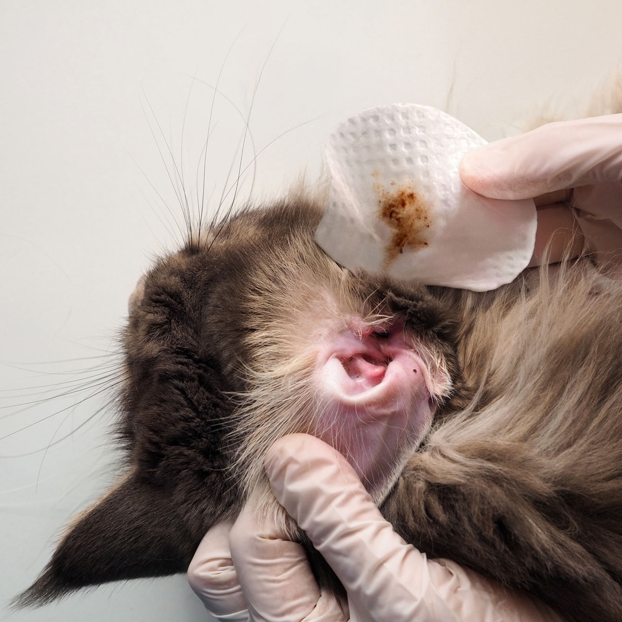 Eye Envy Fresh Ear Cleaning Wipes for Natural, Safe