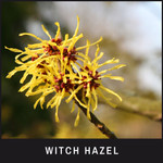 Witch Hazel keeps the area dry preventing the growth of yeast