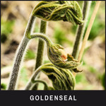 Goldenseal, también conocido como "bálsamo para los ojos"