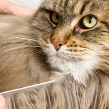 Maine Coon being combed with Eye Envy ProGlide Cat Comb 