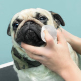Pug Face Wipes