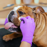 Cleaning a bulldog's face with an Eye Envy Wrinkle Wipe
