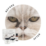 Before an After using Eye Envy Tear Stain Remover Starter Kits for Cats