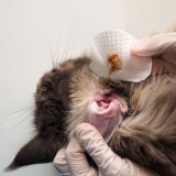 Cleaning a cat's ear with Eye Envy Ear Cleaning Wipes