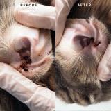 Before and After using Eye Envy Cat Ear Wipes