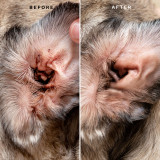 Before and After using Eye Envy Dog Ear Wipes on a Pug