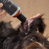 Removing heavy buildup by using Eye Envy Ear Cleaning Solution