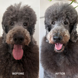 Before and After using Knot Interested on a Poodle