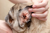 Why Does My Dog Keep Getting Ear Infections? Causes, Prevention and Daily Care Tips