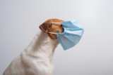 Signs Your Dog Has Allergies: Dog Allergies Breakdown