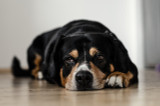 10 Ways to Get Rid of Dog Smell