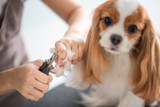 Common Pet Grooming Mistakes to Avoid and How to Correct Them