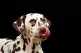 ​Why Do Dogs Get Dry Nose Pads?