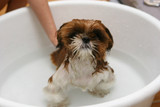 ​6 Tips for Properly Bathing Your Dog