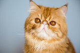 What You Need to Know about Owning a Persian Cat