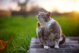 What You Need to Know About Itch Relief for Cats