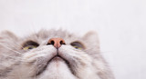 What Does Your Cat's Nose Tell You About Their Health