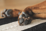 The Importance of Paw Pad Maintenance