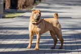 What You Need to Know about Owning a Shar-Pei