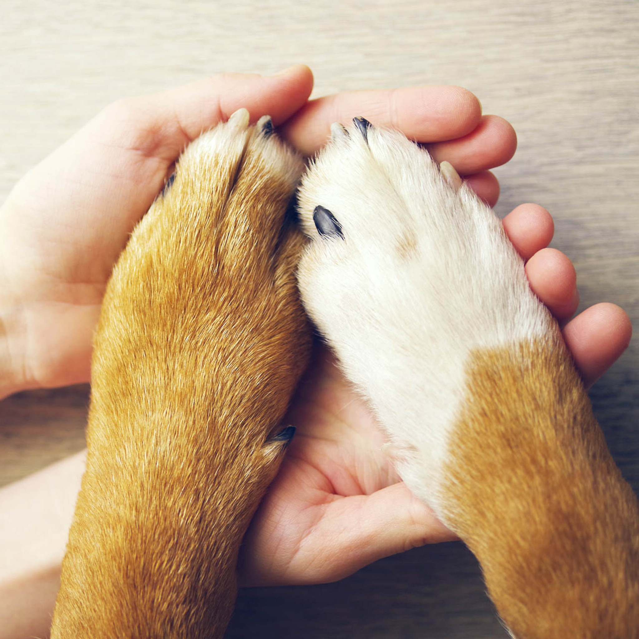 What Can I Rub My Dogs Paws With