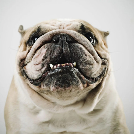 Skincare Tips for Your Bulldog's Face & Body