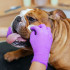 Cleaning a bulldog's face with an Eye Envy Wrinkle Wipe