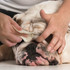 Cleaning Bulldog Folds with Eye Envy Washable Reusable Pads 
