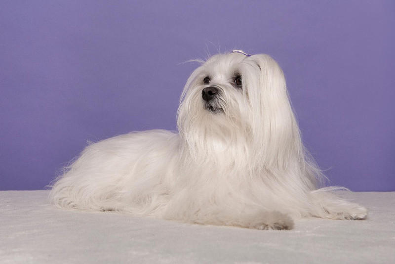 How to Groom Your White LongHaired Dog Eye Envy Inc.
