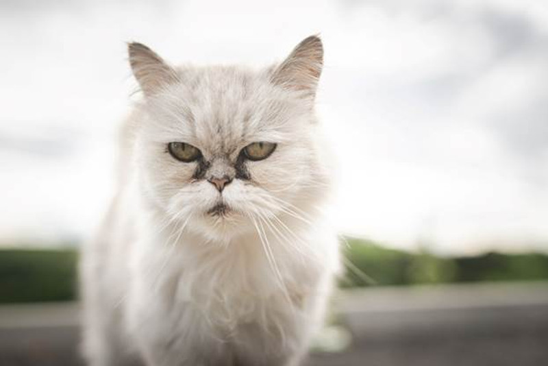 How to Clean Cat Face Stains Eye Envy Inc.